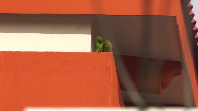 A Crimson-fronted Parakeet couple loving each other and cuddling in a roof of a university in San Jose, Costa Rica