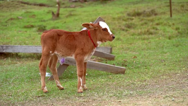 Adorable brown calf in farm