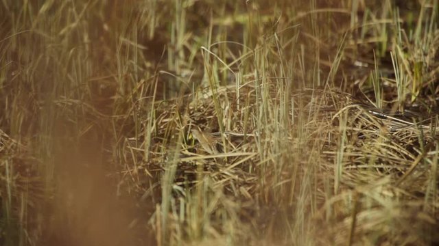 Bird Sora roaming trough grass