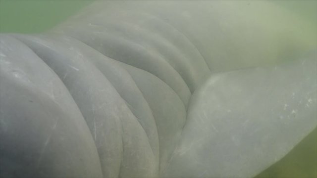 Araguaian river dolphin closeup detail shots of body, melon, eye, head