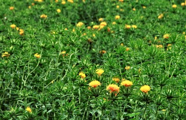 紅花が咲き始めた