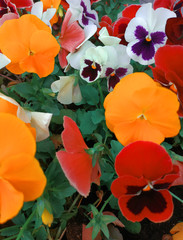 Pansy flowers in the garden. Mixed pansies in the garden. Pansies vertical background. Orange, red and white pansies in a flower bed with green leaves. Mix of beautiful summer flowers in the garden.