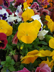 Beautiful pansy flowers in the garden. Mixed pansies in the garden. Pansies vertical background. Yellow. red and white pansies on a flower bed with green leaves. Mix of beautiful summer flowers