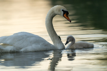 Swan and baby swan on the lake at sunset