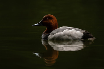 Redhead duck reflection at sunset