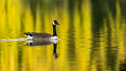 Duck water reflection at sunset
