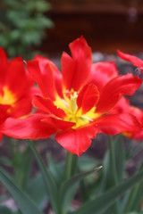 Obraz na płótnie Canvas red and yellow Tulip flower