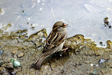 sparrow on a branch