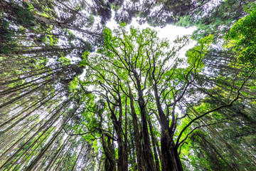 下合瀬の大カツラ