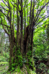 下合瀬の大カツラ
