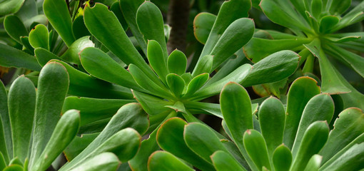 Group of rosettes of aeonium with leaves of intense green