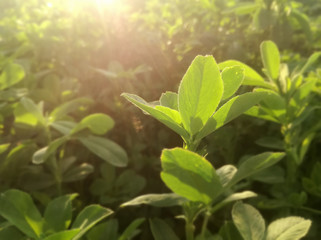 Crop plant close up. Green alfalfa. Field of fresh grass growing. Orchard of irrigation. Rural. Spanish agricultural industry. EU agriculture. Farm environment. Fresh food for herd of farm animals.