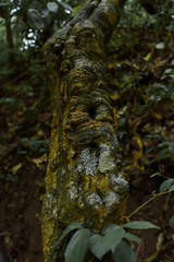 Moss that occurs on trees and bark texture
