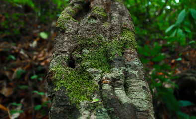 Moss that occurs on trees and bark texture
