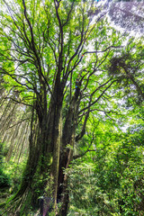 Naklejka premium 下合瀬の大カツラ