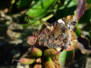 Papillon de profil