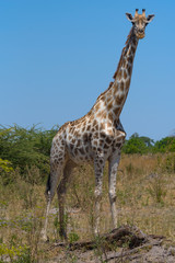 Giraffe in the dry season in the Okavango Delta, Botswana