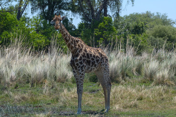 Giraffe in the dry season in the Okavango Delta, Botswana