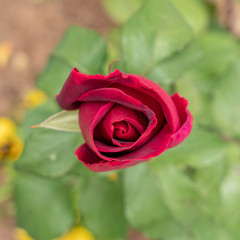vibrant purple rose bud top view on blurred green background