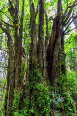 下合瀬の大カツラ