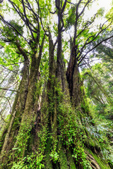 下合瀬の大カツラ