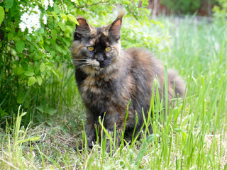Maine Coon in a garden