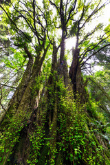 下合瀬の大カツラ