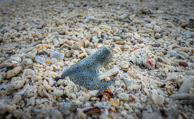 Coral and sea pebbles beach background texture.