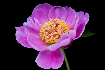 Pfingstrose rosa