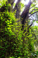 下合瀬の大カツラ