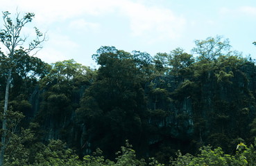Trees that occur on the cliffs of limestone mountains