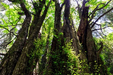 下合瀬の大カツラ