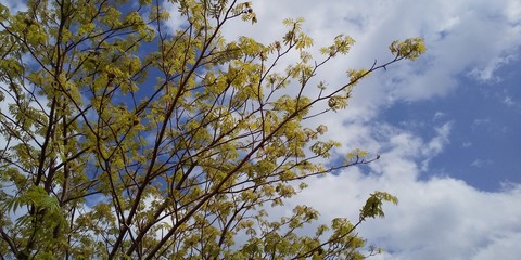 sky and tree