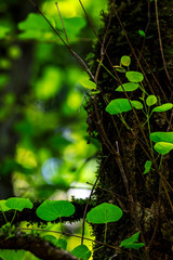 下合瀬の大カツラ