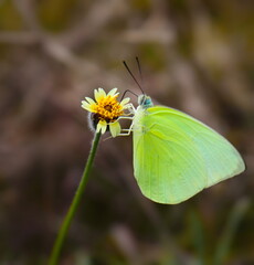 Yellow flowers and butterflies