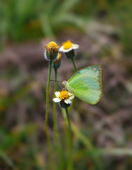 Obraz premium Yellow flowers and butterflies