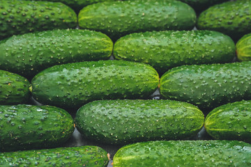 Many green cucumbers as background