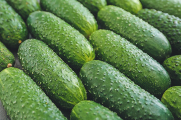 Many green cucumbers as background