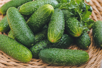 Many green cucumbers on table