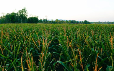 Corn farms that are mature and ready to bear fruit