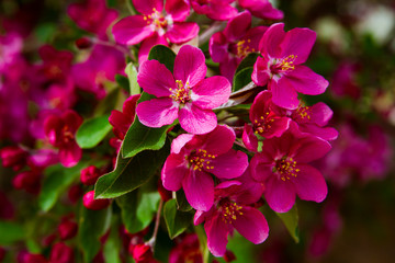 Pink apple tree Malus flower close up