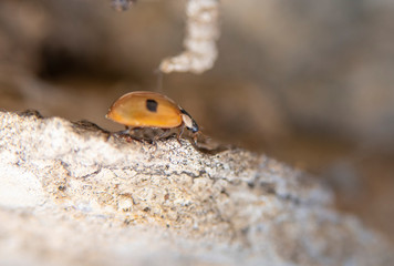 two-point buglady soloing through a clear rocky space in the field