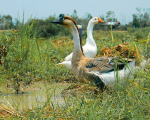 Flock of geese searching for food in the field