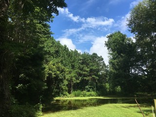 trees in the park