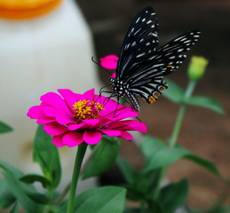 Butterflies that are drinking nectar from flowers