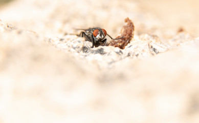 Common house fly in habitable environments located in an open  open.   
 In spring this insects...