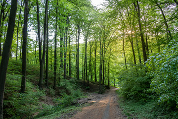 Fototapeta premium Path through the forest in a suburban recreational and relaxing location in the Bratislava Forest Park