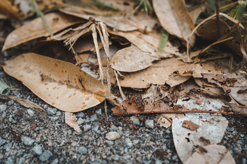 Group of ants on the ground.