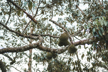 Durian fruit on tree before fall