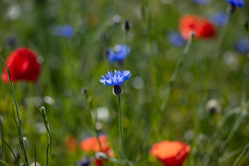 Obraz premium Mohnblumen, Kornblumen